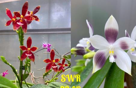 Phalaenopsis Su's Little Star (Meen Estrella x speciosa coerulea)