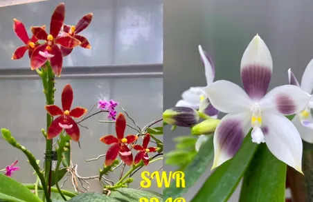 Phalaenopsis Su's Little Star (Meen Estrella x speciosa coerulea)
