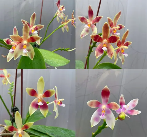 Phalaenopsis Su's Little Star (Meen Estrella x speciosa coerulea)