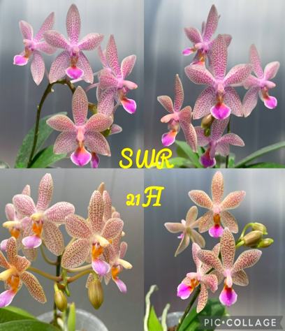 Phalaenopsis Su's Little Bambi (Meen Estrella x lindenii)