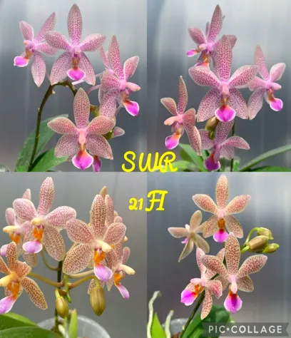 Phalaenopsis Su's Little Bambi (Meen Estrella x lindenii)
