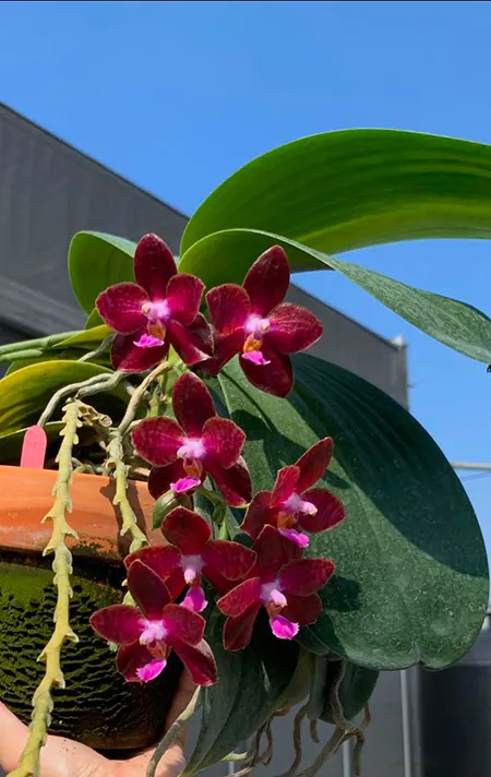 Phalaenopsis SWR Gigan Cherry 'SWR Ruby'