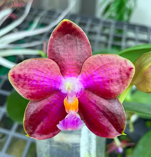 Phalaenopsis SWR Gigan Cherry 'Dawn'