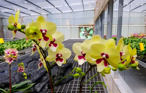 Phalaenopsis Tying Shin Explorer