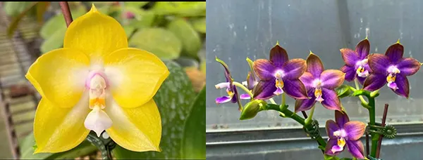 Phalaenopsis Mituo Gelb Eagle 'Oriole' x Mituo Reflex Dragon 'Blue Ring'