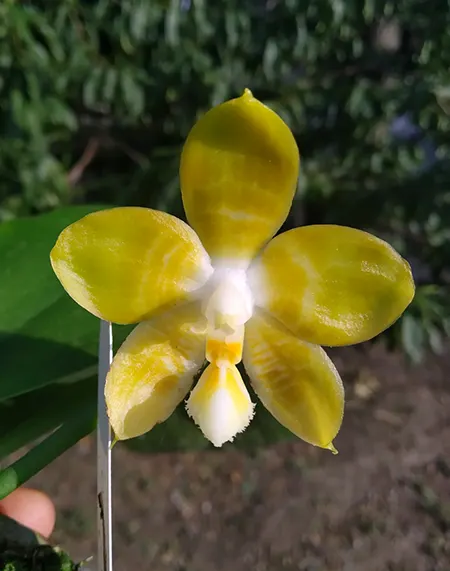 Phalaenopsis Yaphon 'Yellow Bomb'