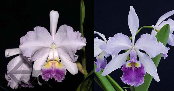 Cattleya Carmen coerulea (lueddemanniana coerulea x warcsewiczii coerulea)