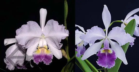 Cattleya Carmen coerulea (lueddemanniana coerulea x warcsewiczii coerulea)