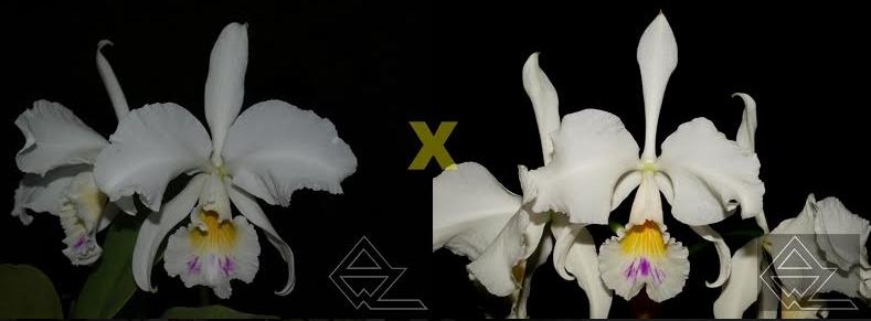 Cattleya warneri (semi-alba venosa 'Lagrima' x 'Ave Maria')