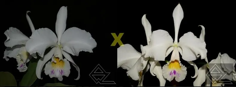 Cattleya warneri (semi-alba venosa 'Lagrima' x 'Ave Maria')