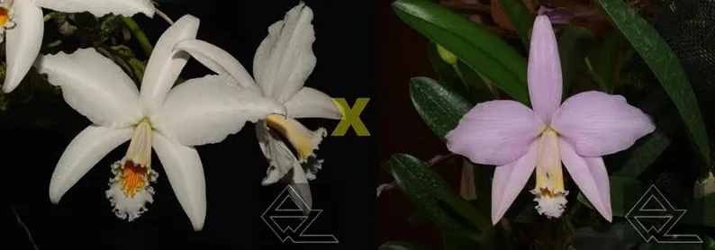 Laelia jongheana (alba 'Linda' x 'Clarinha')