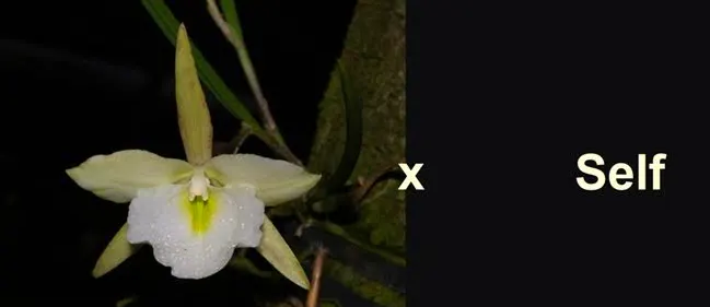 Brassavola tuberculata peloric 'General Osorio' x self