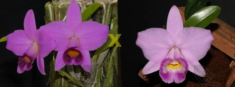Laelia praestans (escura 'Safira' x 'Passada a Ferro')