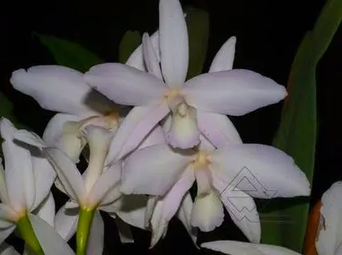 Laelia perrinii ('Fantasia' x delicata 'AM')