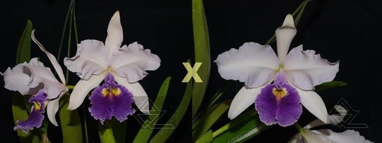 Cattleya warscewiczii coerulea ('La Floresta' x 'Deep Blue')