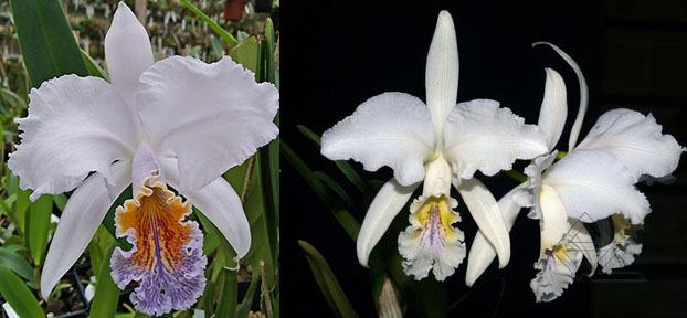Cattleya mossiae coerulea ('Samson' x 'BH')