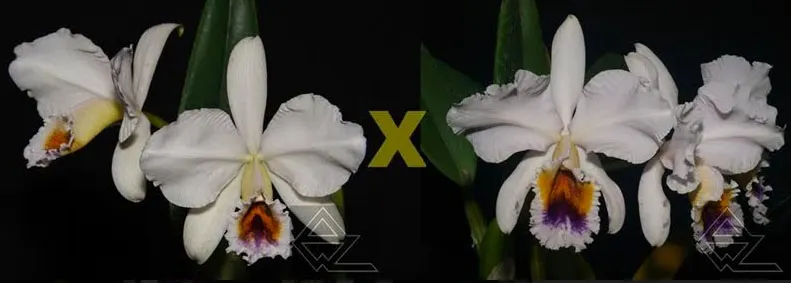 Cattleya percivaliana coerulea ('San Cristobal' x '2/3')