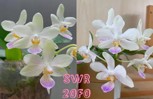 Phalaenopsis lindenii x micholitzii