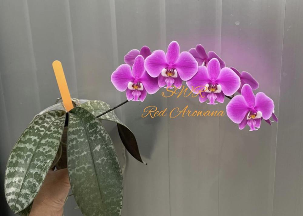 Phalaenopsis schilleriana 'Red Arowana' (MC)