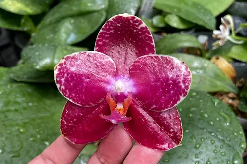 Phalaenopsis 'M909'