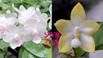 Phalaenopsis SWR Snowflake x Tzu Chiang Tetralitz