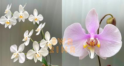 Phalaenopsis amabilis (Irian Jaya x Surabaya)