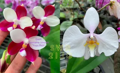 Phalaenopsis Germaine Vincent 'Yuyu Rich'  x amablilis
