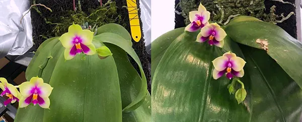Phalaenopsis bellina 'Green Peony' x 'Yang Guifei'