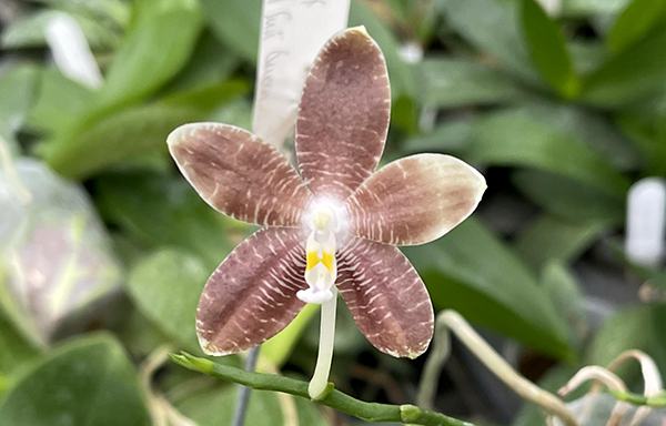 Phalaenopsis (LD's Bear King x speciosa) coffee