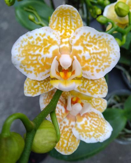 Phalaenopsis Yaphon Golden Leopard 'AN6609'