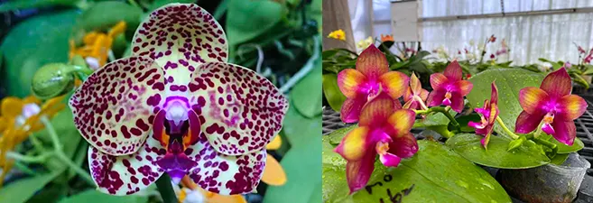 Phalaenopsis Mituo Sunrise 'Angel Rose' x Mituo Love 'Rainbow-520'