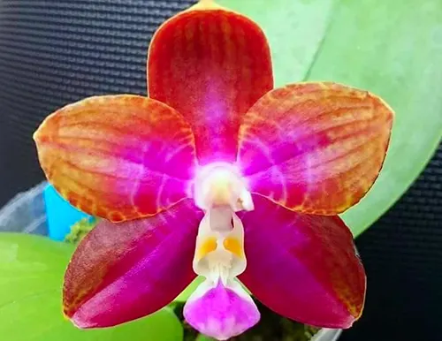 Phalaenopsis Mituo Reflex Dragon 'Red Dragon'