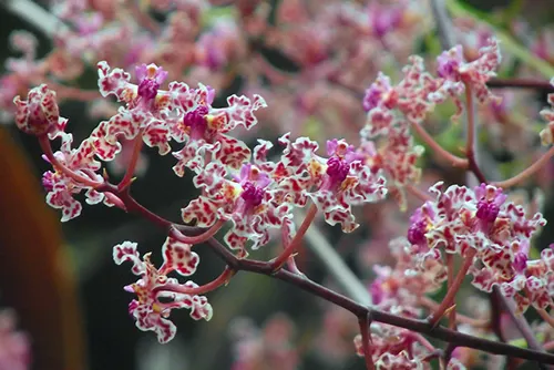 Oncidium carthagenense