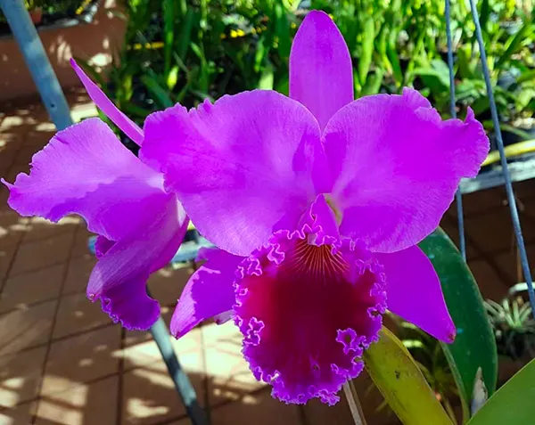 Cattleya labiata rubra 'DM 79'