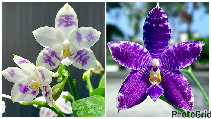Phalaenopsis (YangYang Blue Surprise x Lioulin Blue Parrot)