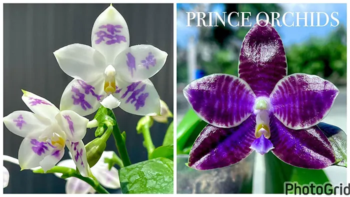 Phalaenopsis (YangYang blue Surprise x YangYang Black Ludde)
