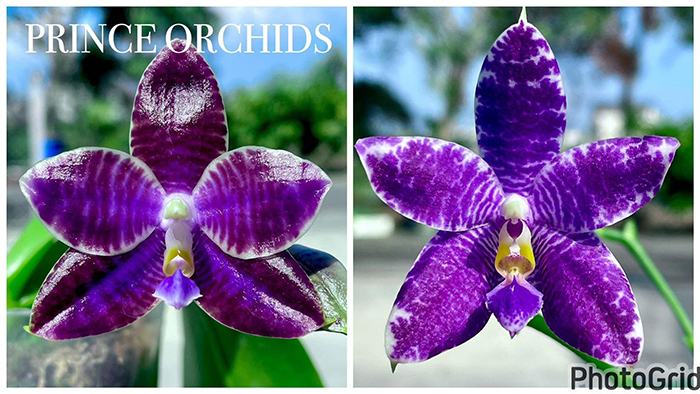 Phalaenopsis (YangYang Black Ludde x Lioulin Blue Parrot)