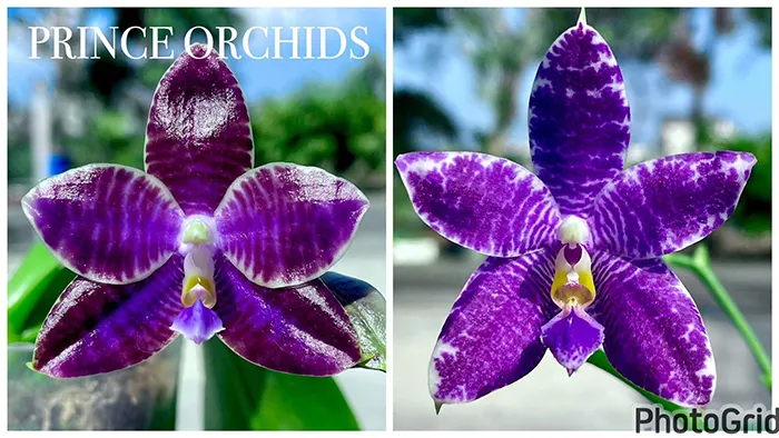 Phalaenopsis (YangYang Black Ludde x Lioulin Blue Parrot)