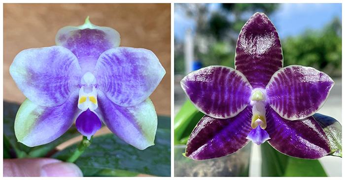 Phalaenopsis (Mituo 24 Solar Terms x YangYang Black Ludde)