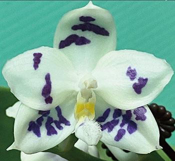 Phalaenopsis Lioulin Blue Peacock 'Prince'