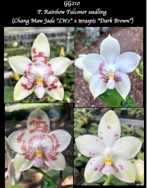 Phalaenopsis Rainbow Falconer seedling