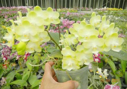Phalaenopsis Ho's Phantom of Green Grove 'Mample Bridge' stem prop