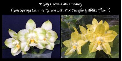 Phalaenopsis Joy Green-Lotus Beauty seedling