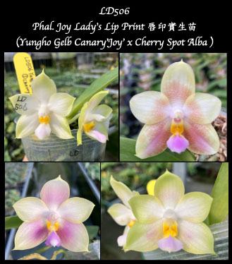 Phalaenopsis Joy Lady's Lip Print (Yungho Gelb Canary 'Joy' x Cherry Spot Alba) seedling