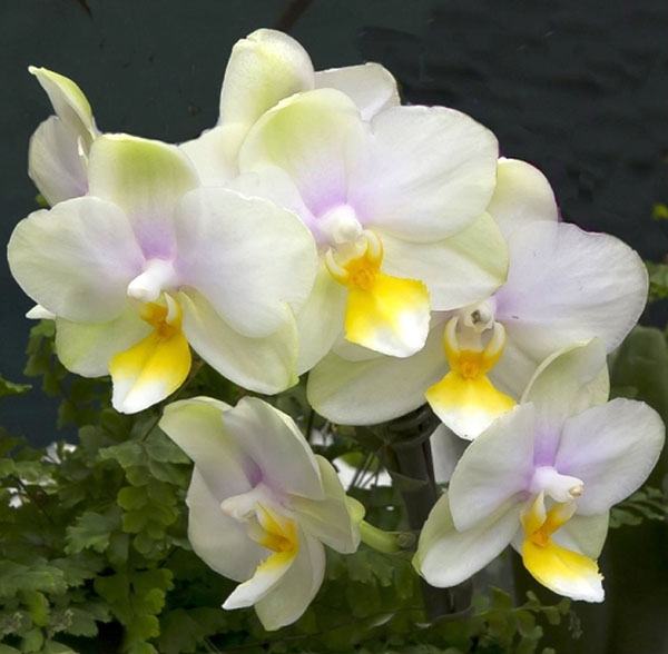 Phalaenopsis Joy Spring Venus 'No100' stem prop