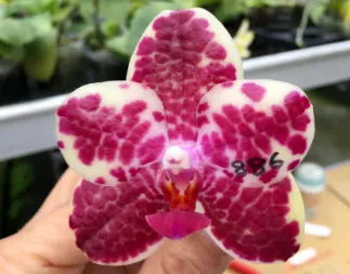 Phalaenopsis Missirene 'GW886' (Natasha x lueddemanniana) stem prop