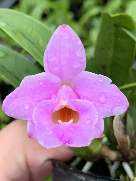 Laelia alaori escura x sib