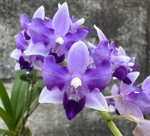 Phalaenopsis Tzu Chiang Sapphire peloric