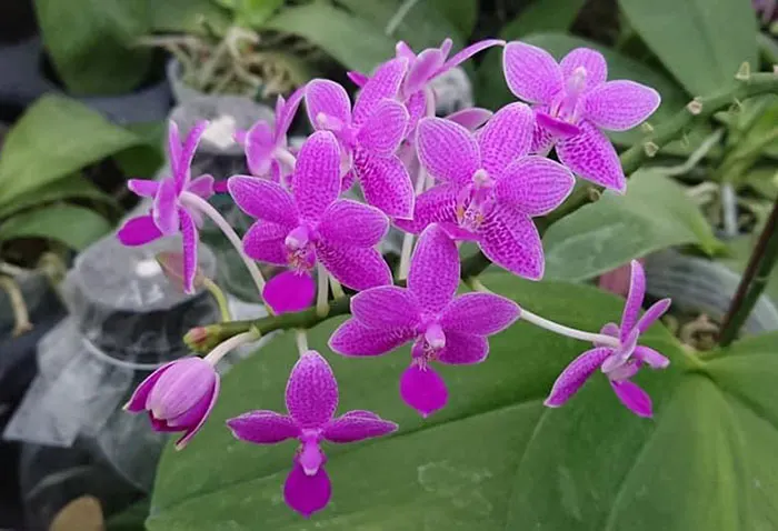 Phalaenopsis LD Equeen (Ld's Bear Queen x equestris) variegata