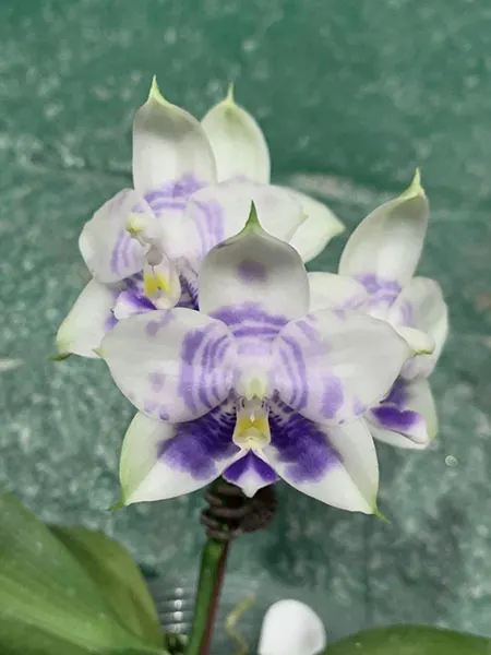 Phalaenopsis Mituo Purple Dragon 'Blue White'